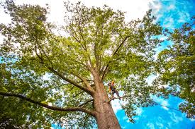 Best Tree Trimming and Pruning  in Sylvester, GA