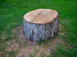 Best Utility Line Clearance  in Sylvester, GA