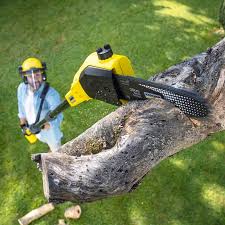 Best Storm Damage Tree Cleanup  in Sylvester, GA