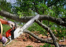 Best Arborist Consultation Services  in Sylvester, GA