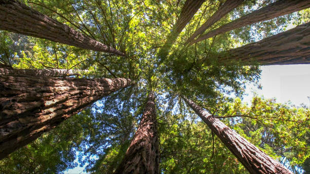 How Our Tree Care Process Works  in  Sylvester, GA