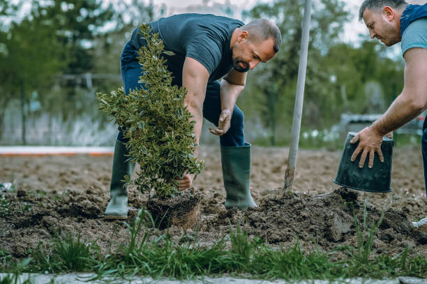 Best Hedge Trimming  in Sylvester, GA