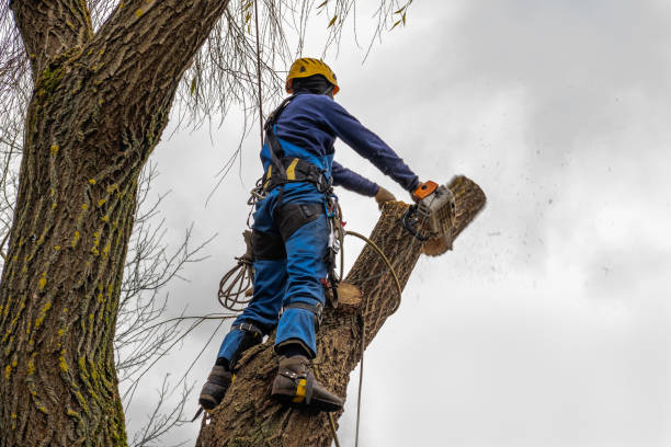 Professional Tree Services in Sylvester, GA
