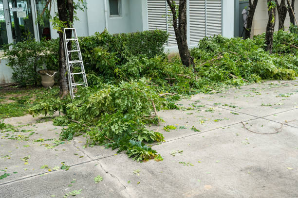 Best Tree Preservation Services  in Sylvester, GA