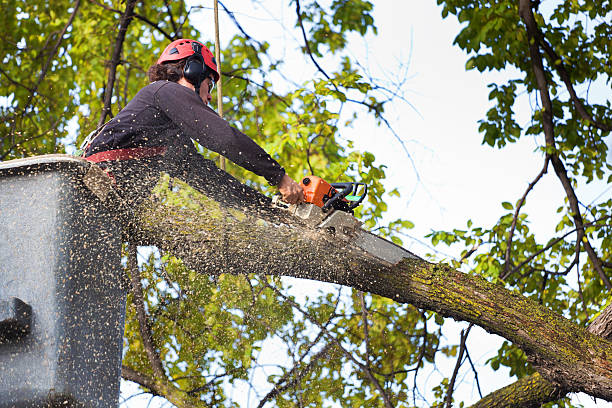 Lawn Watering Services in Sylvester, GA